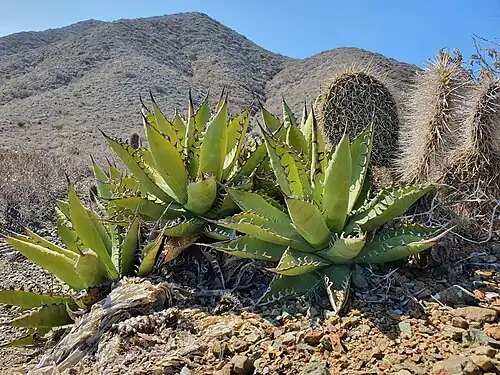 Agave margaritae