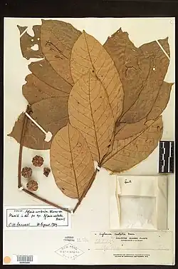 Herbarium specimen of "Aglaia costata"