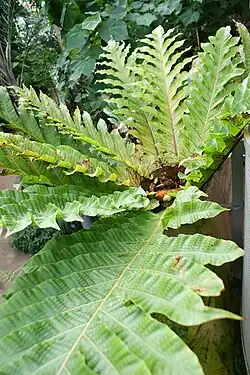 A compact fern with large, pinnatifid light-green leaves