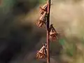 Fruits of common agrimony, for comparison