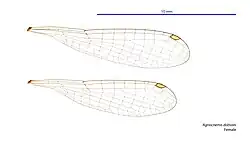 Female wings