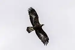 Golden eagle, Sävvät, Gotland