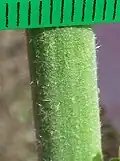 Inflorescence stem with less coarse hairs