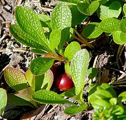 Alpine bearberry