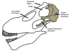 Diagram of the skull
