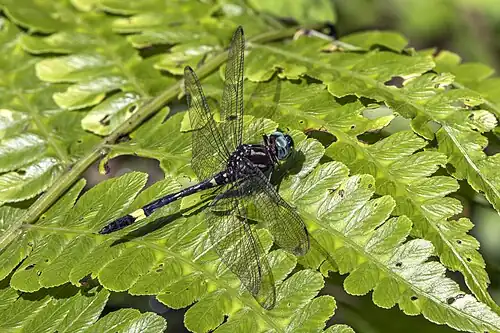 Amber-banded clubskimmer