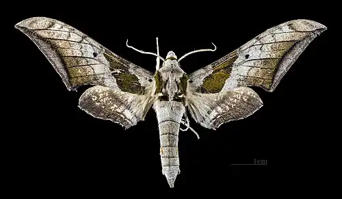 Ambulyx japonica japonica dorsal view