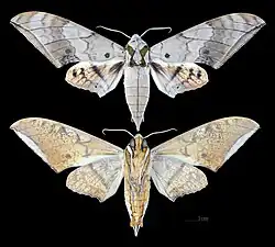 Ambulyx substrigilis