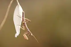 A small preying mantis hanging from an a white flower