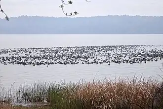 A raft of American Coots (Fulica americana) at dusk in Toledo Bend Reservoir, Sabine National Forest.