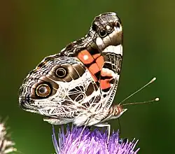 Vanessa virginiensis