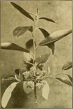 Branch with inflorescences