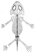 Amphibamus grandiceps skeleton