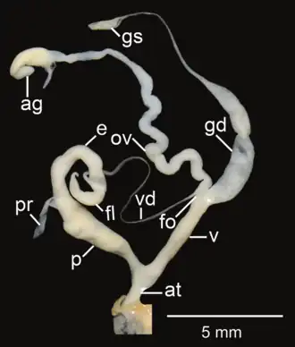 Amphidromus areolatus; at&nbsp;– atrium; e&nbsp;– epiphallus; fl&nbsp;– flagellum; fo&nbsp;– free oviduct; gd&nbsp;– gametolytic duct; gs&nbsp;– gametolytic sac; ov&nbsp;– oviduct; p&nbsp;– penis; pr&nbsp;– penial retractor muscle; v&nbsp;– vagina; vd&nbsp;– vas deferens