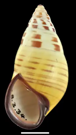 In A. floresianus, subgenus Syndromus, shell coiling is normally sinistral. Scale bar 10&nbsp;mm.