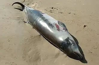 A stranded newborn Andrews' beaked whale, M.&nbsp;bowdoini