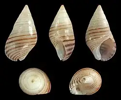 A punctostriata specimen dated to 1872