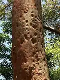 Trunk bark