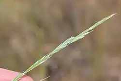 Anthosachne kingiana inflorescence