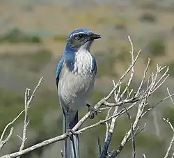 Aphelocoma californica