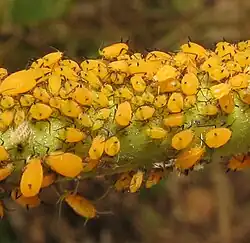 Colony on Asclepias syriaca (common milkweed)