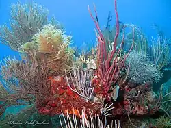 Aplysina_cauliformis_264271733