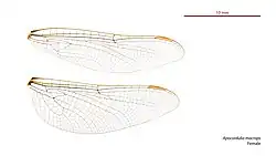 Female Apocordulia macrops wings