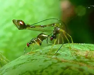 Ovipositing female positioning her flexible ovipositor sheath