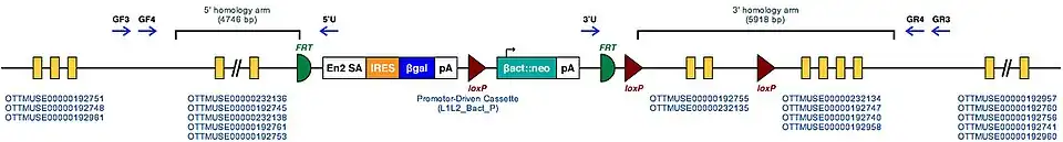 Molecular structure of Appl1 region with inserted mutation sequence