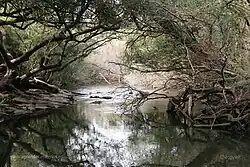 View of the park streams
