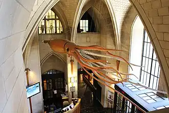 #30 (25/11?/1873), Model at the Peabody Museum of Natural History, partly based on the Logy Bay specimen. It was built in 1966 to replace the museum's original giant squid model, which was made by J. H. Emerton under the direction of A. E. Verrill in 1883 and was the world's first.