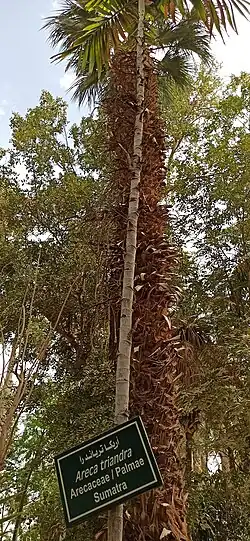 The photo shows a tall tree with a thin, light-brown trunk. There is a sign attached to it with the name of the plant and its country of origin - Sumatra