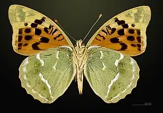 Female underside