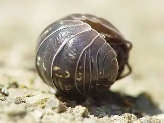 The common pillbug (Armadillidium vulgare) is so named because it assumes a pill-like form when volvating.