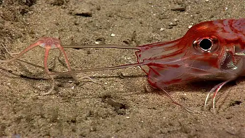 Armored sea robin with brittle star near Mona