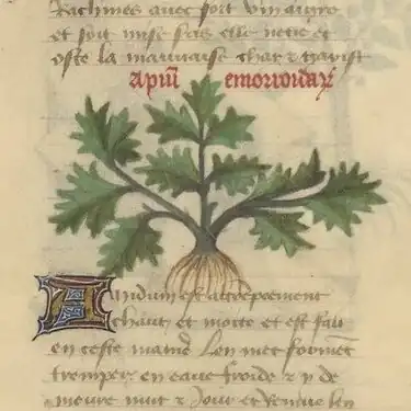 Livre des simples médecines (ms. 2888 from the Bibliothèque de l'Arsenal, Paris): the image of the plant no longer has any descriptive value.