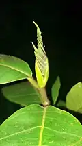 Terminal leaf bud. Dededo, Guam