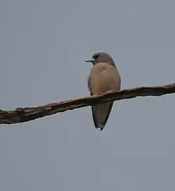 Ashy woodswallow (Artamus fuscus)