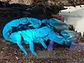 Asian forest scorpion, under blacklight