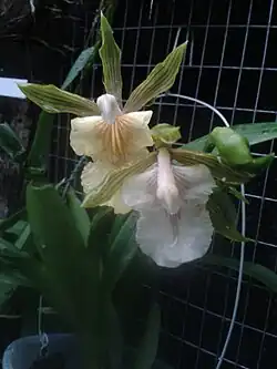 Orchid flowers with large pale maroon-striped lip and narrow green marroon-striped tepals