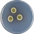 Aspergillus aureolatus growing on CYA plate
