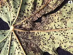 Asperisporium caricae on papaya leaf