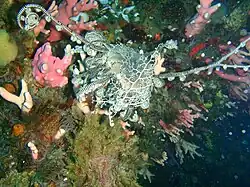 Basket star Astrocladus euryale at Tafelberg Deep reef