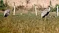 Sarus cranes at Basai