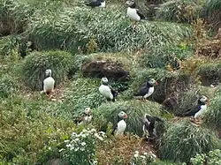 A group of puffins stands before burrows dug into a grassy bank.