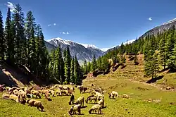 Utror Valley, in Swat District
