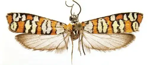 Atteva exquisita, now considered a synonym of Atteva aurea