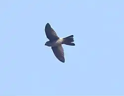An Australian swiftlet over the Cairns Centenary Lakes