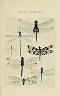 6. Diplacodes bipunctata from Australian Insects 1907, by W.W. Froggatt
