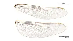 Female wings